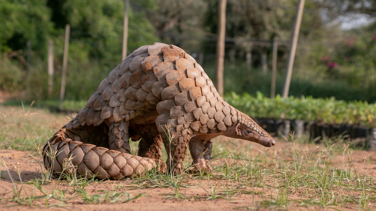 Rare Indian Pangolin rescued near LoC in J&K's Rajouri