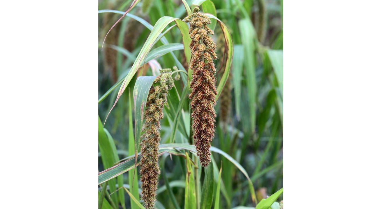 New hub in Hebbal to boost millet trade
