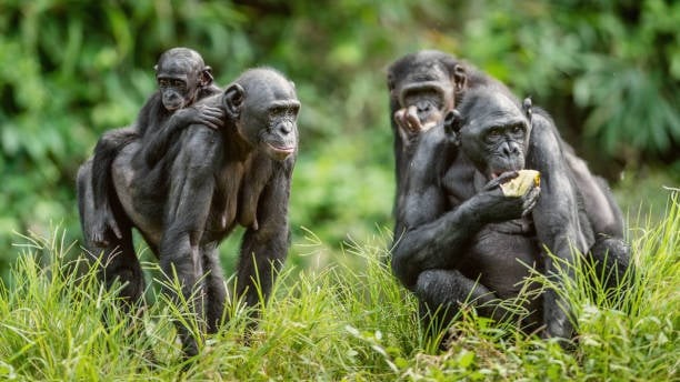 Wild chimpanzees adapt genetically to different habitats
