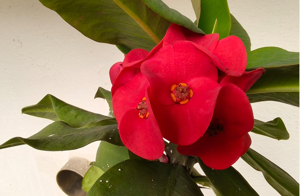 Oppo Reno13's camera sample.
