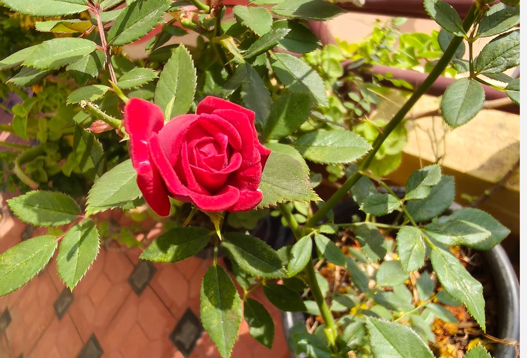 Oppo Reno13's camera sample.