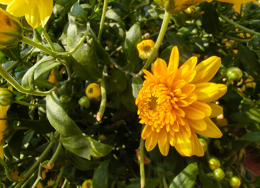 Oppo Reno13's camera sample.