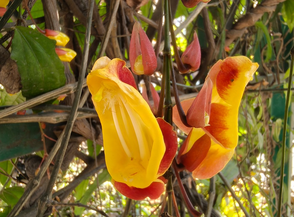 Oppo Reno13's camera sample.