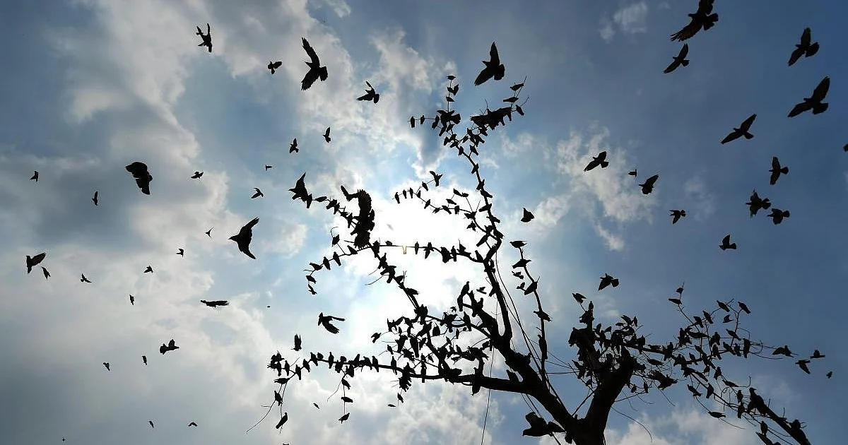Delhi Bird Atlas: 221 Bird Species Mapped in Citizen-Led Survey