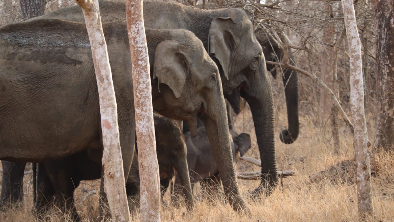 Rising vacancies turn wildlife frontline porous in Karnataka