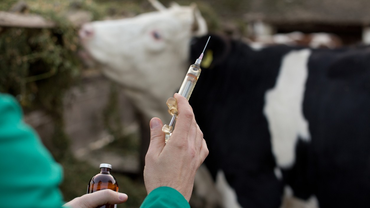 Indonesia launches livestock vaccinations as foot and mouth disease spreads