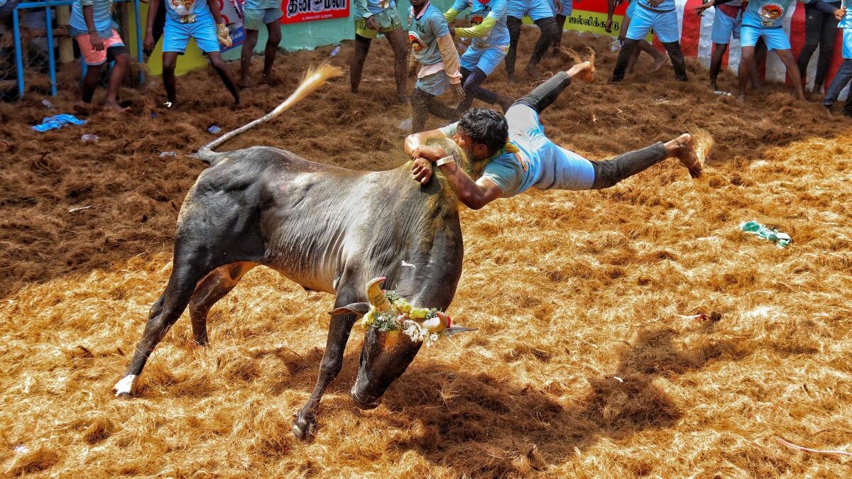 'Avaniyapuram' Jallikattu begins, tractor, car on prize list