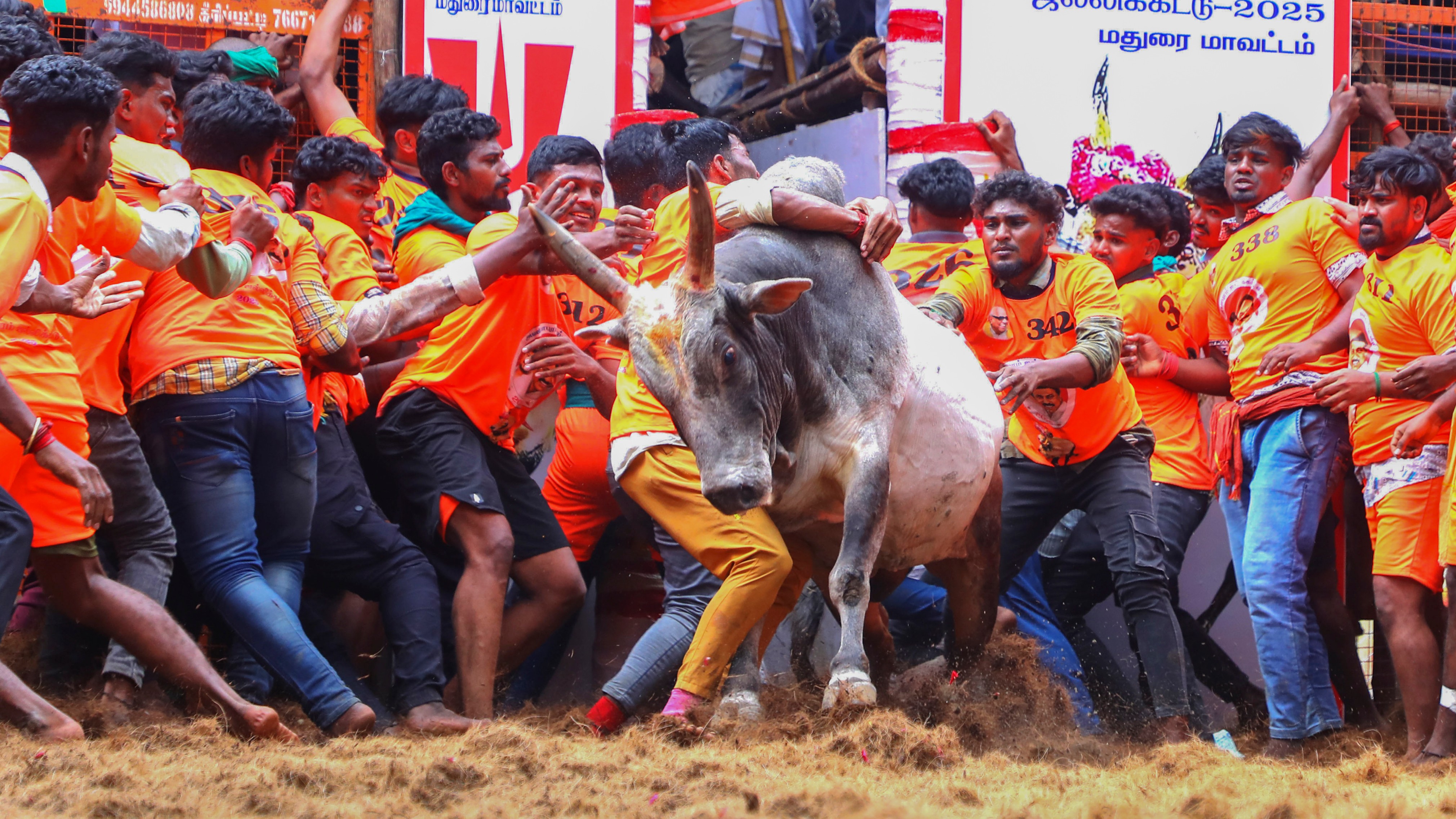 As the bulls, smeared with sandalwood paste, leaped out of the 'Vadivasal', the participants tried their best to get a hold around the bull's hump to emerge as the winner.