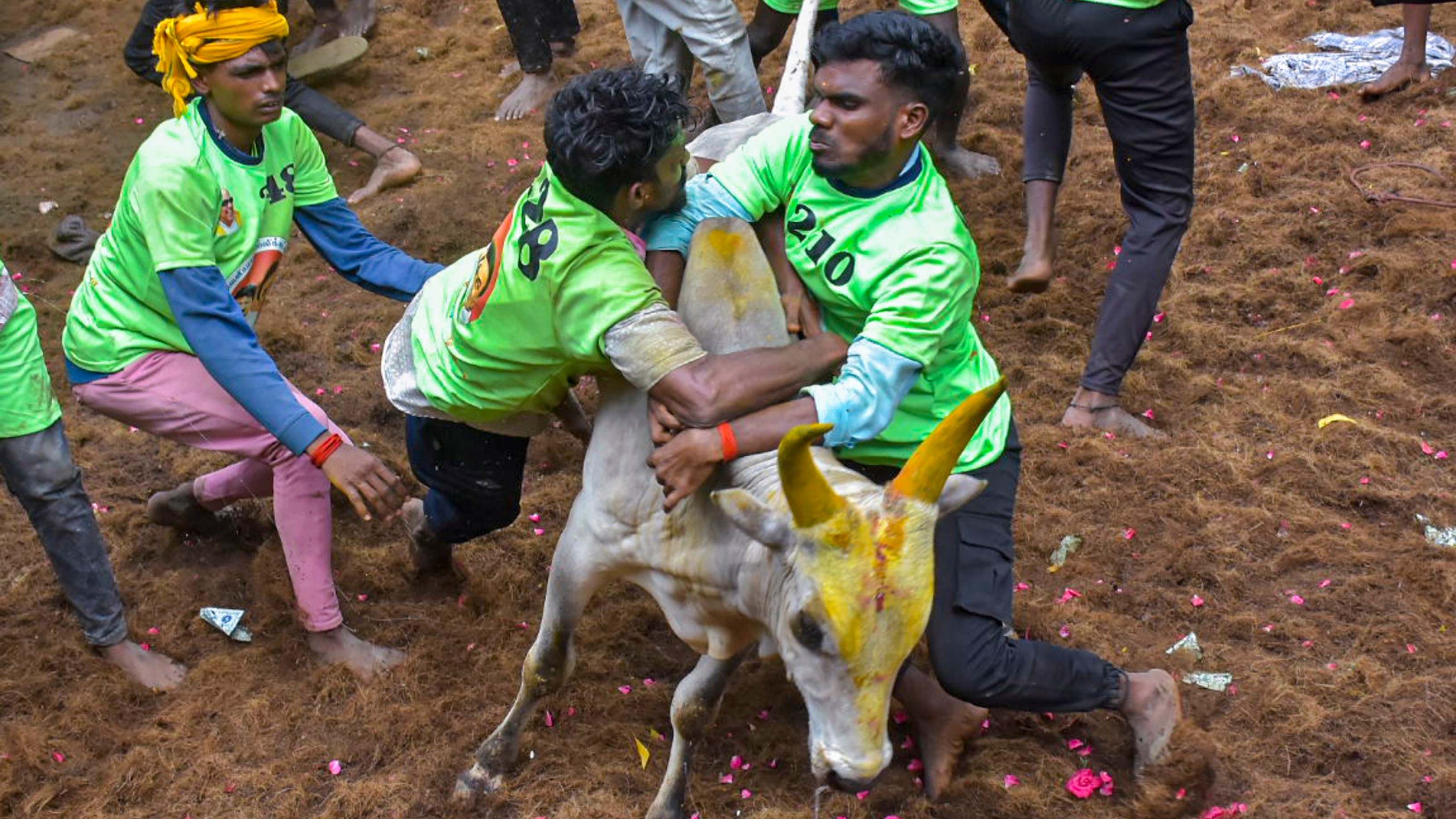 While the owner of the bull, declared as BEST, won a tractor, the bull tamer who was declared first got a car.