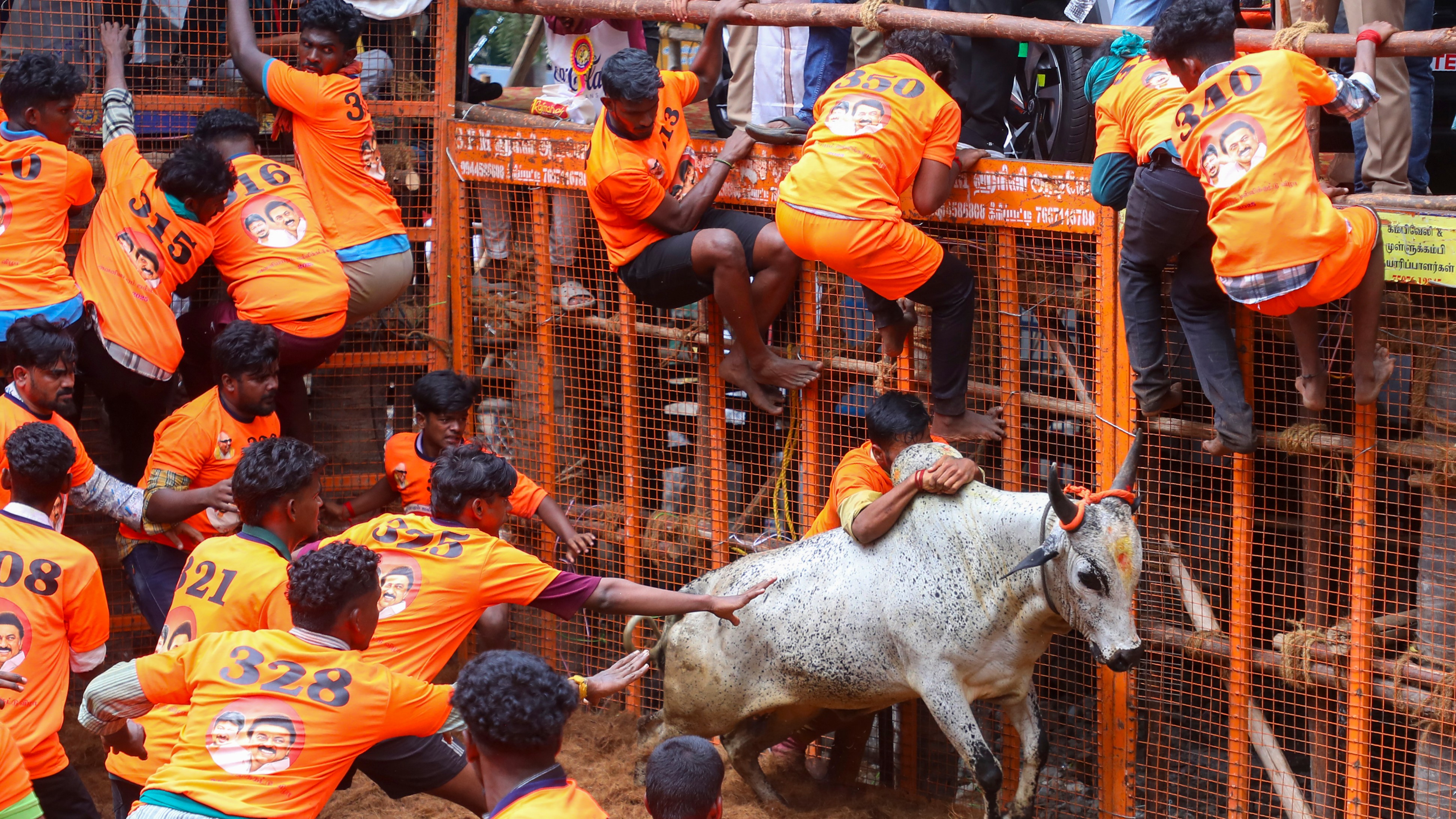 The popular 'Jallikattu', a bull-taming sport, was held on Pongal at Avaniyapuram in Tamil Nadu.