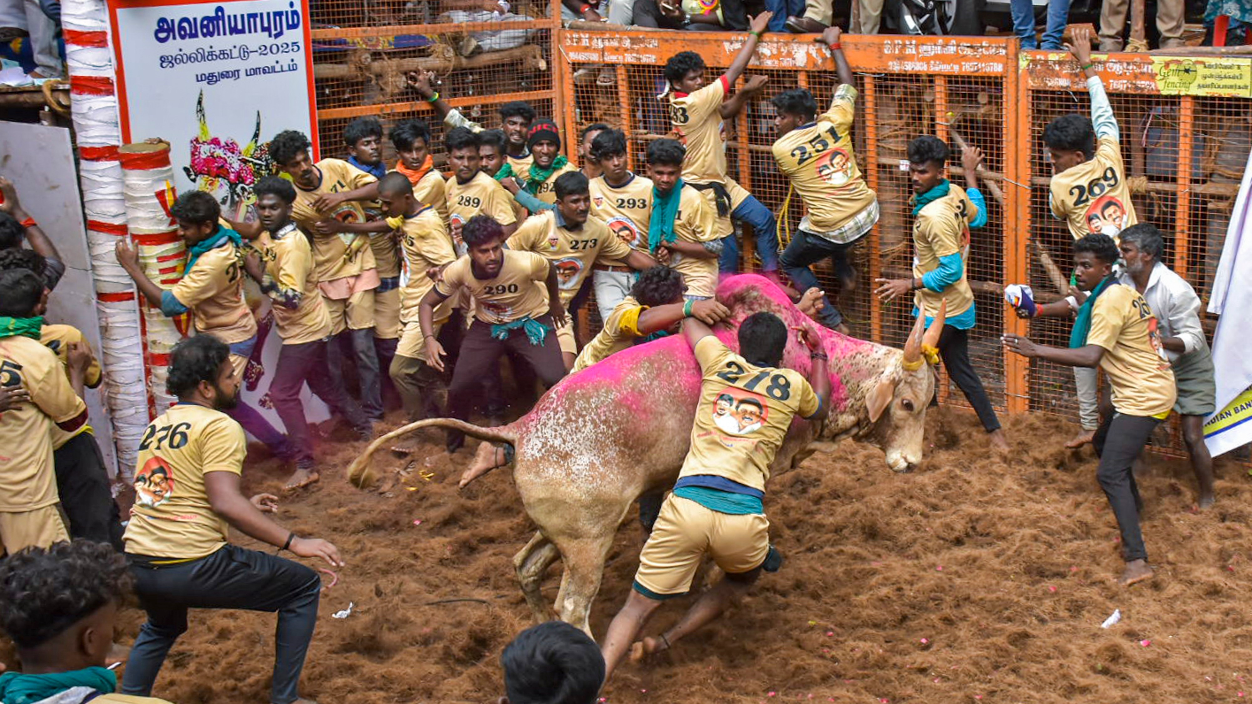 The sporting event also had its share of distressing moments as a young man, Navin Kumar, was gored to death by a bull, and at least 10 others sustained injuries.