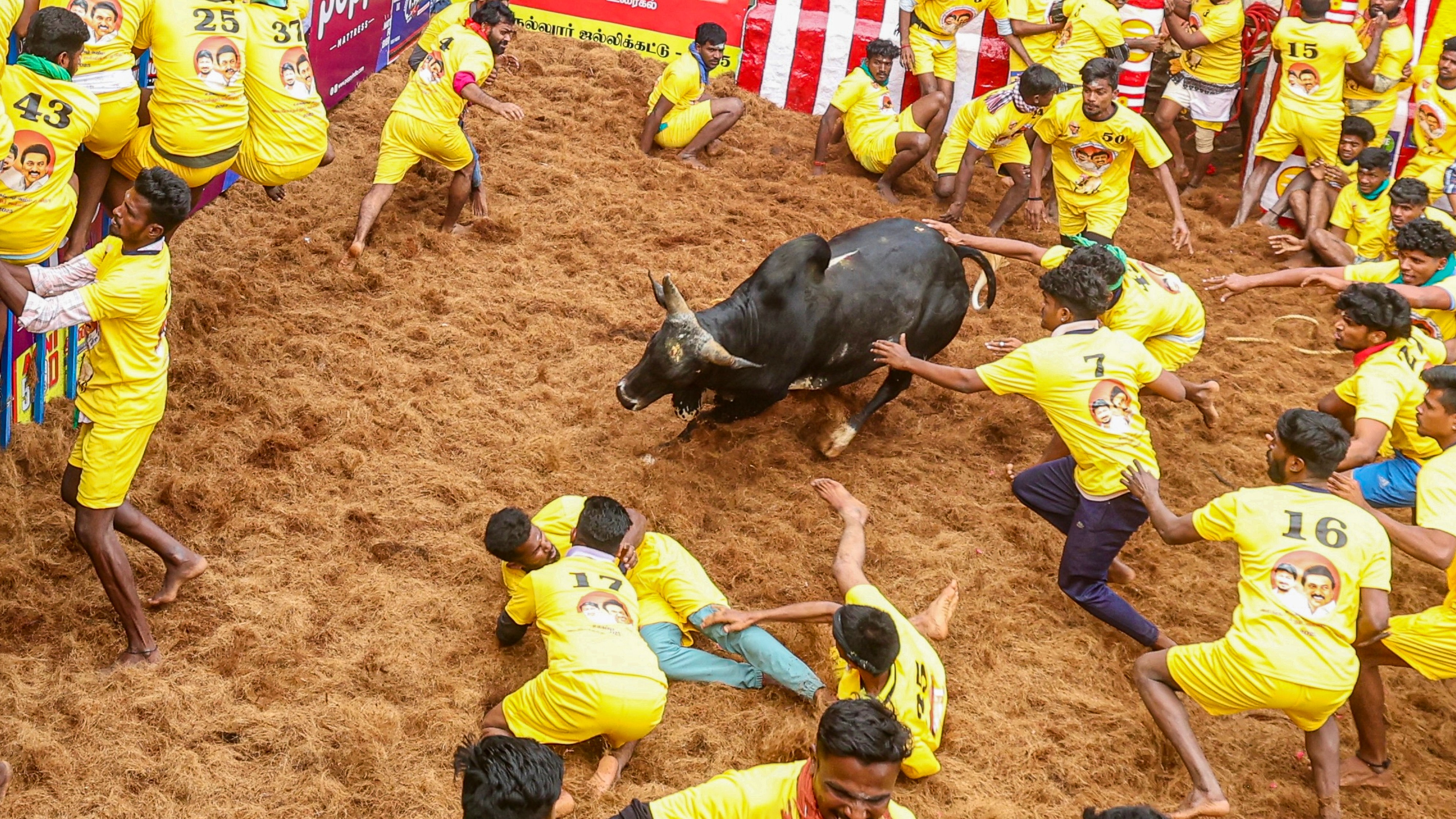 TN's favourite haunts teem with people, bulls roar in Madurai’s Alanganallur on Kaanum Pongal