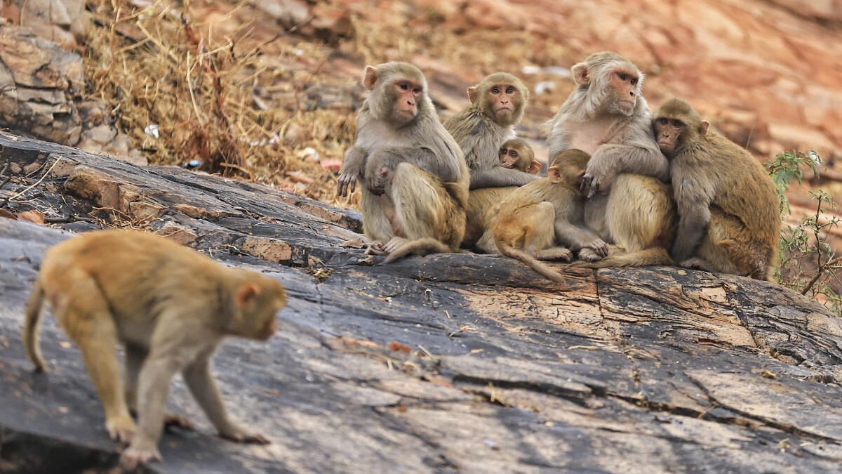 Delhi Assembly plans to scare monkeys with langur's sound