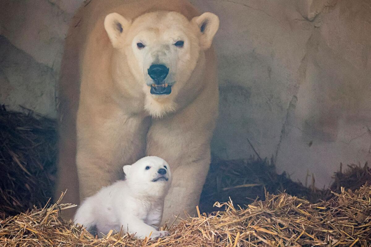 A female polar bear, Nuka, stands next to her cub, in Karlsruhe, Germany.