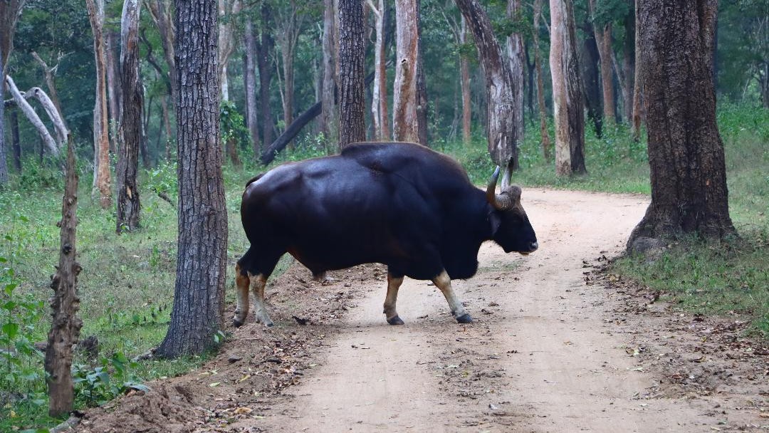 Around the Kabini river