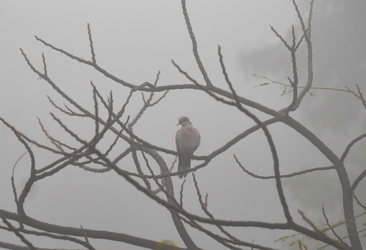 A bird sits on a tree branch on a foggy winter morning, in New Delhi.