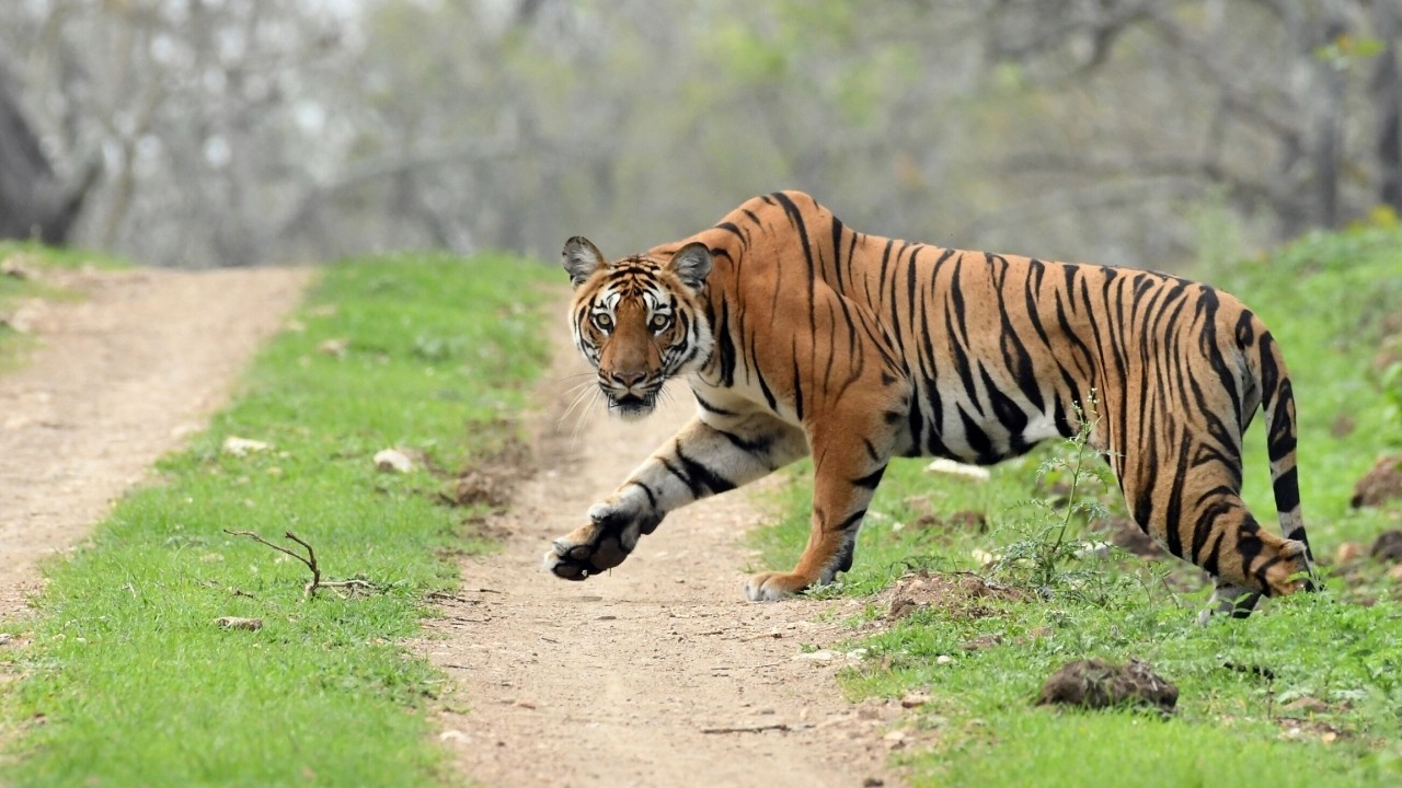 Tiger estimation to assess population of other carnivores, mega herbivores
