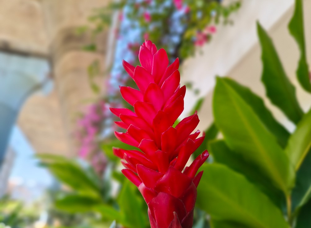 Poco X7 Pro's camera sample with potrait mode on.