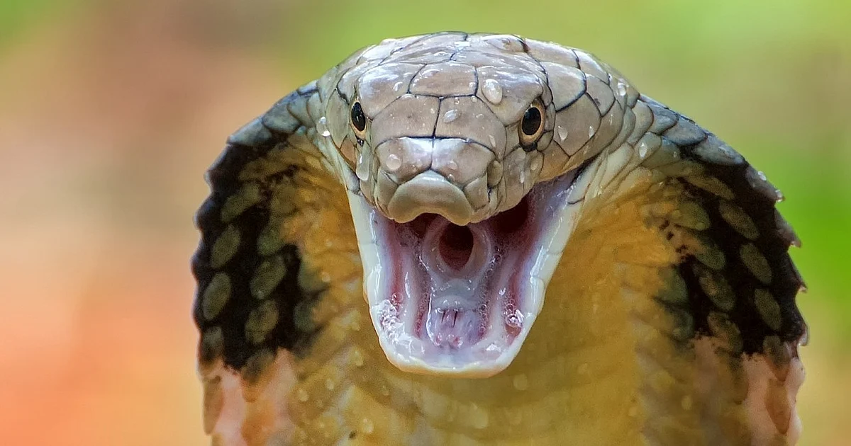 Bihar Shocker: One-Year-Old Bites Cobra to Death, Rushed to Hospital