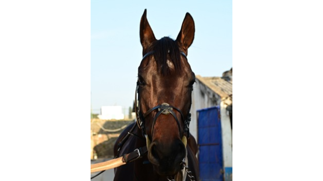 Horse racing: Close fight between Redefined and Ranquelino 