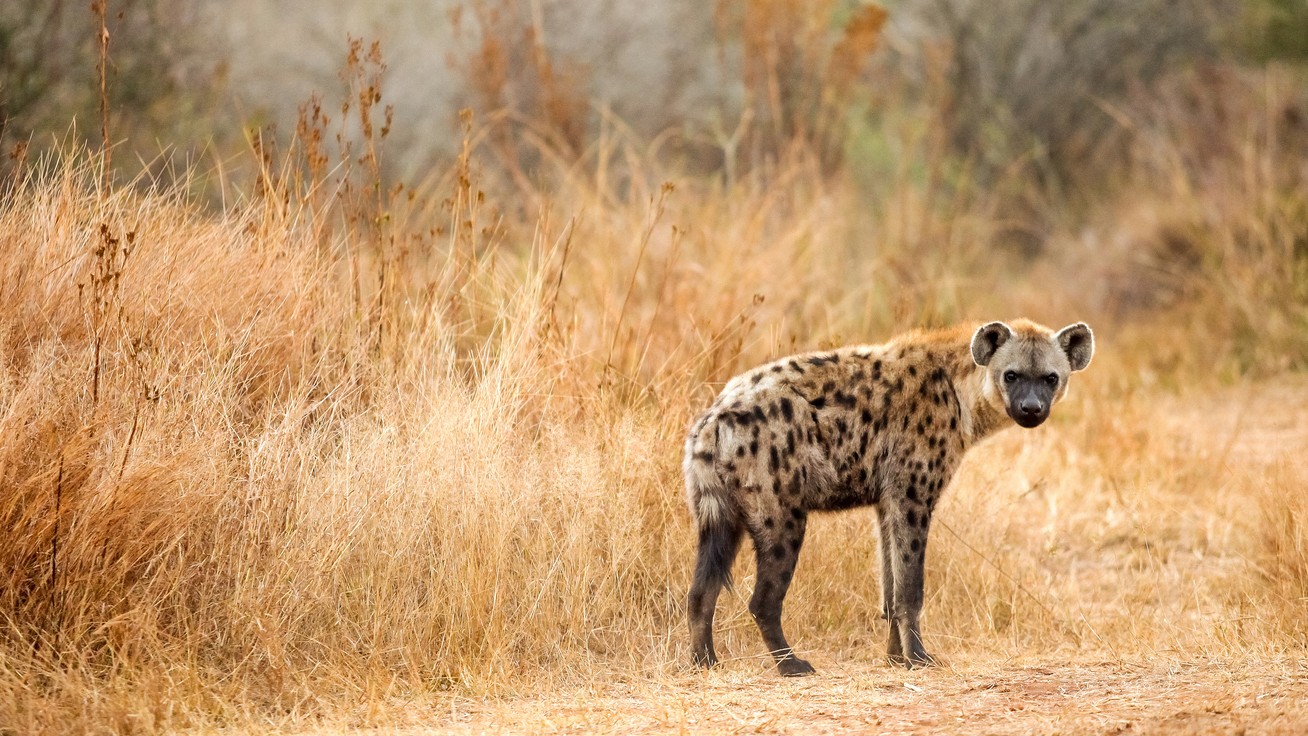 Hyena spotted around Madhya Pradesh village where 6 died in attack by unidentified animal; search operation on
