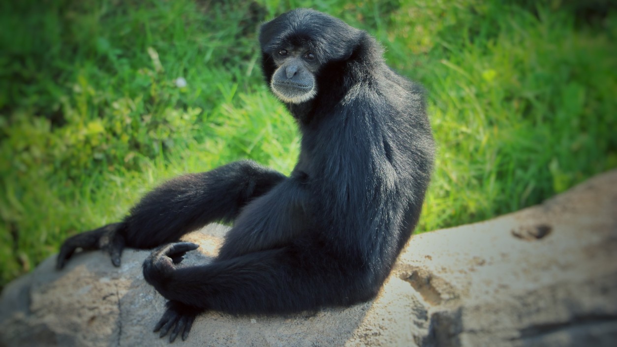 Passenger from Malaysia caught trafficking 5 baby Siamang gibbons in hand bag at Mumbai airport