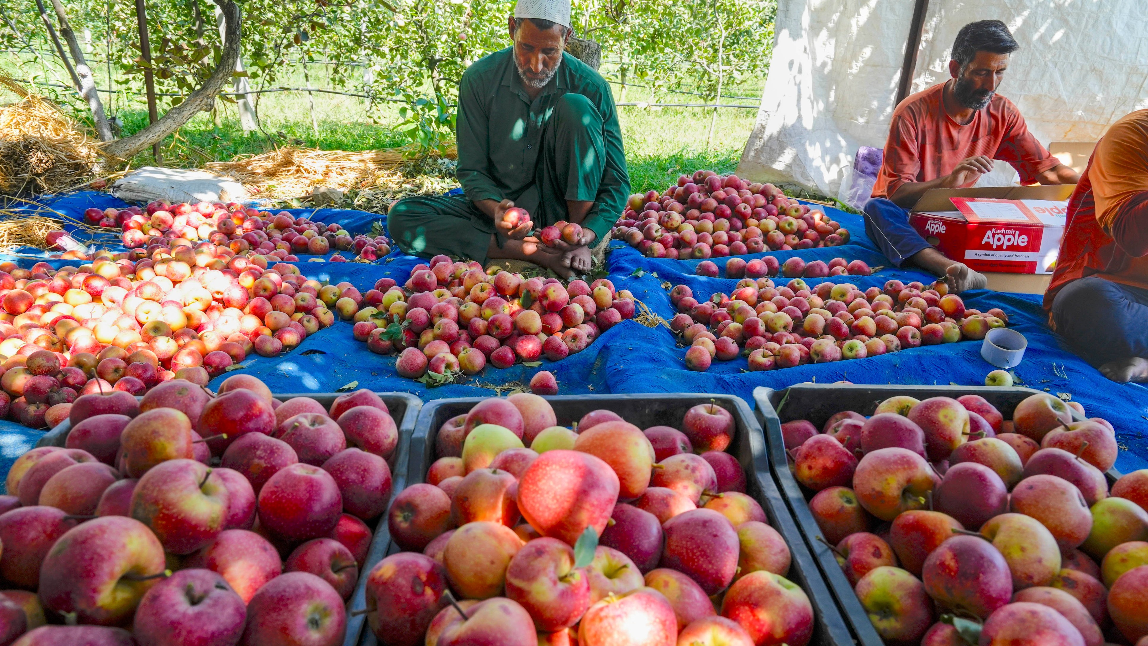 Better roads, expansion of controlled atmosphere result in rise of Kashmir apples export