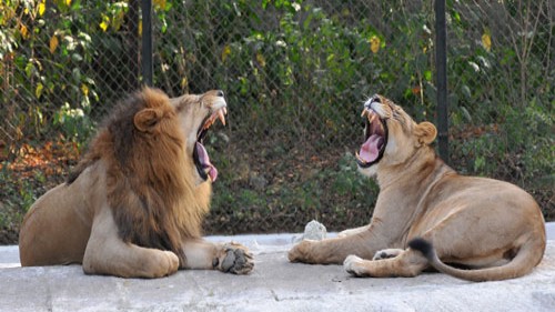 Incidents of Gir lions killing domestic animals rising: Govt data