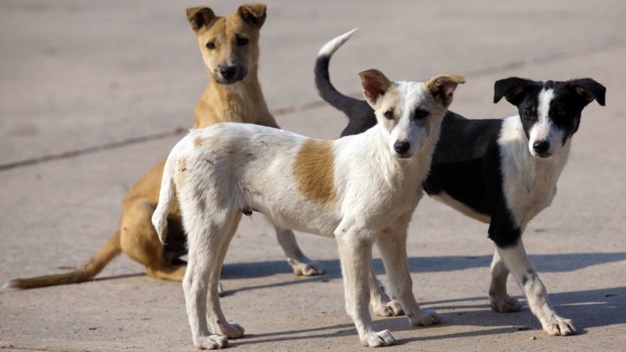 BJP flays Karnataka government over 'biryani for street dogs' scheme