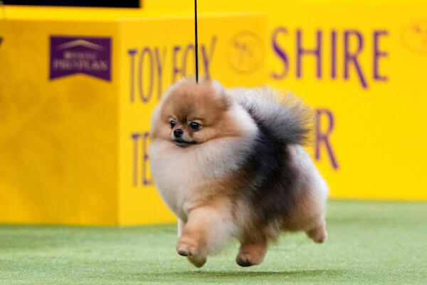 Aslan, a Pomeranian, competes in the Toy Group during the 149th Annual Westminster Kennel Club Dog Show at the Madison Square Garden in New York City, New York