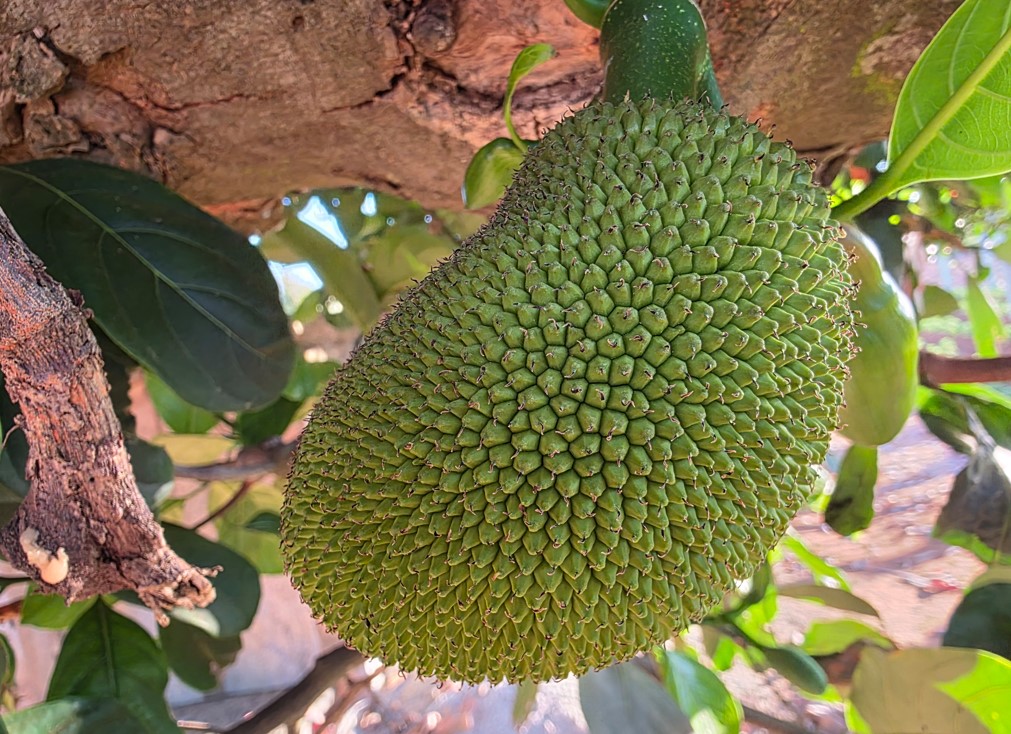 Samsung Galaxy S25 Ultra's camera sample.