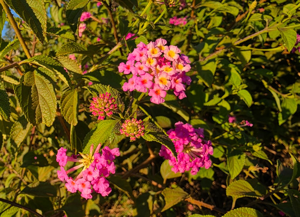 Samsung Galaxy S25 Ultra's camera sample.