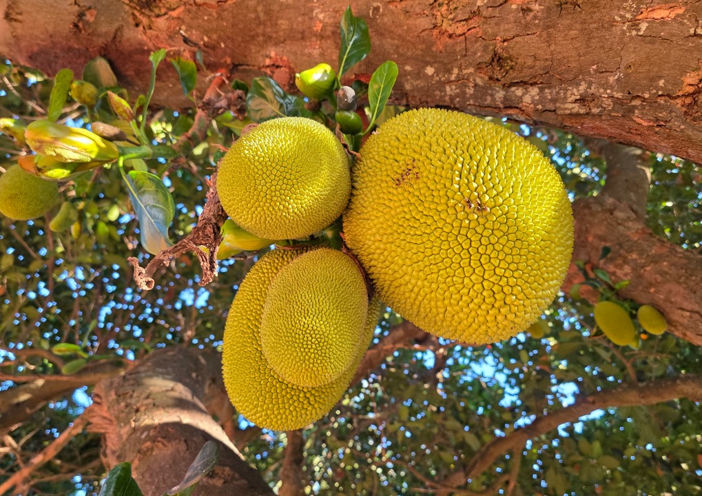 Samsung Galaxy S25 Ultra's camera sample.