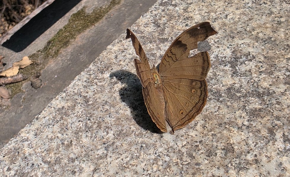 Samsung Galaxy S25 Ultra's camera sample.
