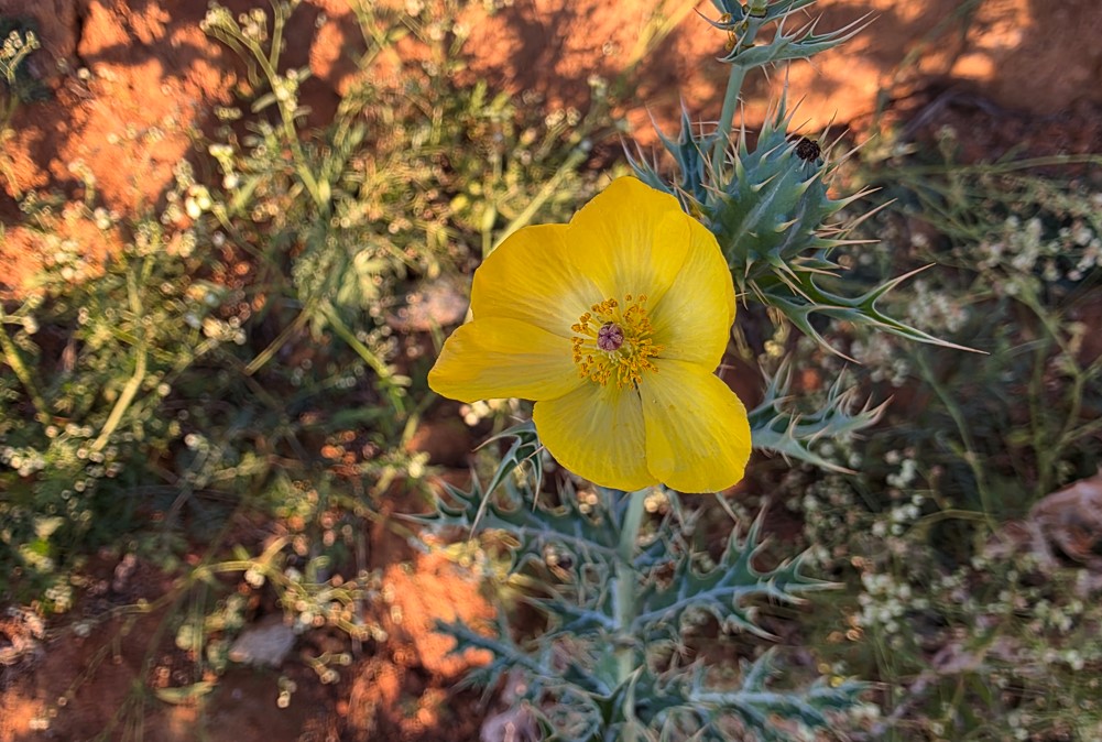 Samsung Galaxy S25 Ultra's camera sample.