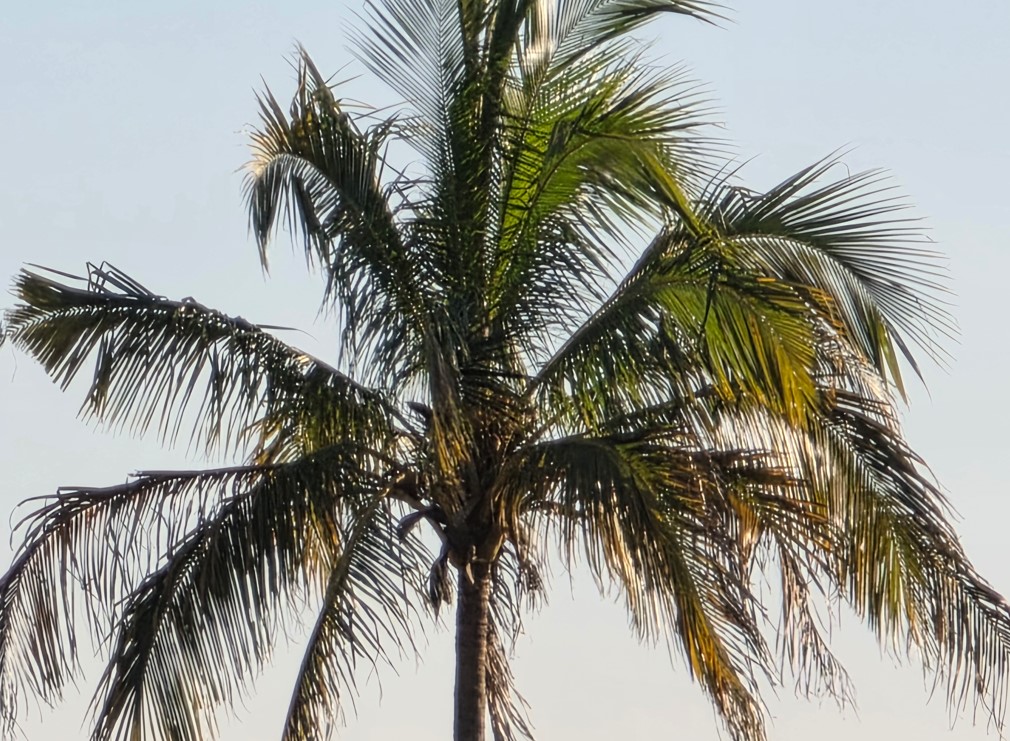 Samsung Galaxy S25 Ultra's camera sample.