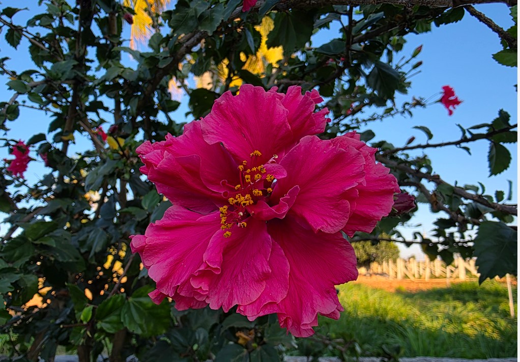 Samsung Galaxy S25 Ultra's camera sample.