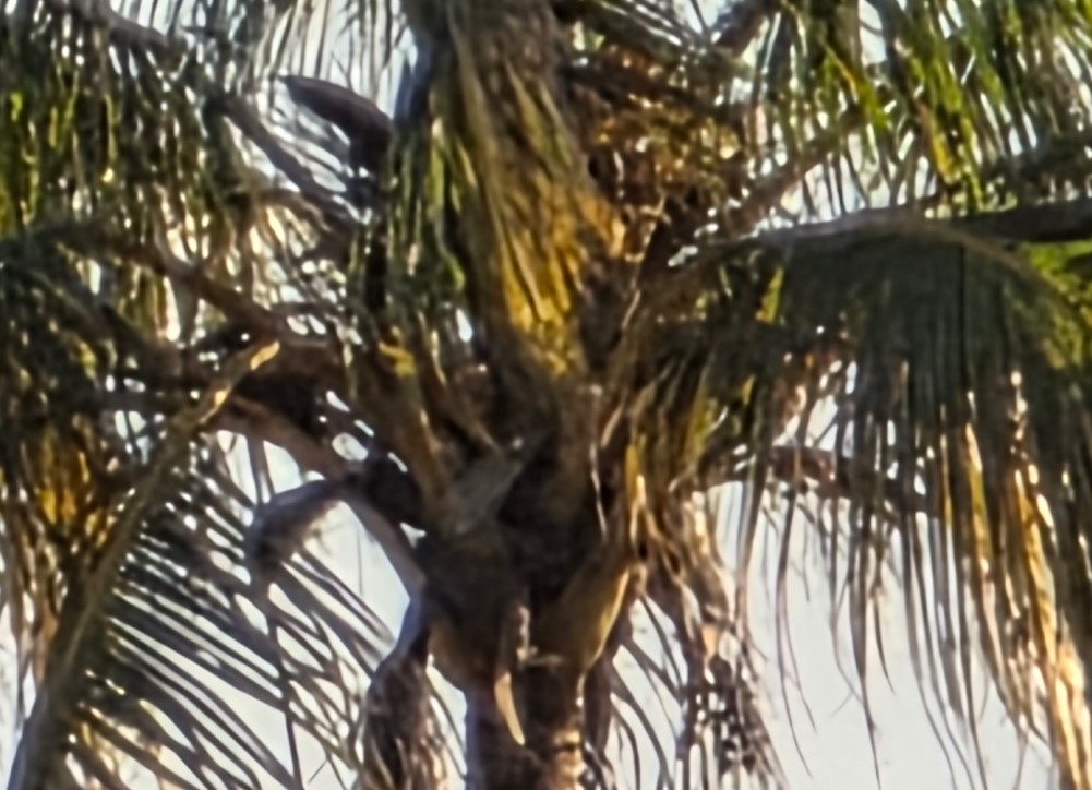 Samsung Galaxy S25 Ultra's camera sample.