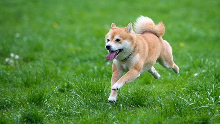 Chinese pet dog who escaped from boarding centre eaten after it was hit by car : Report