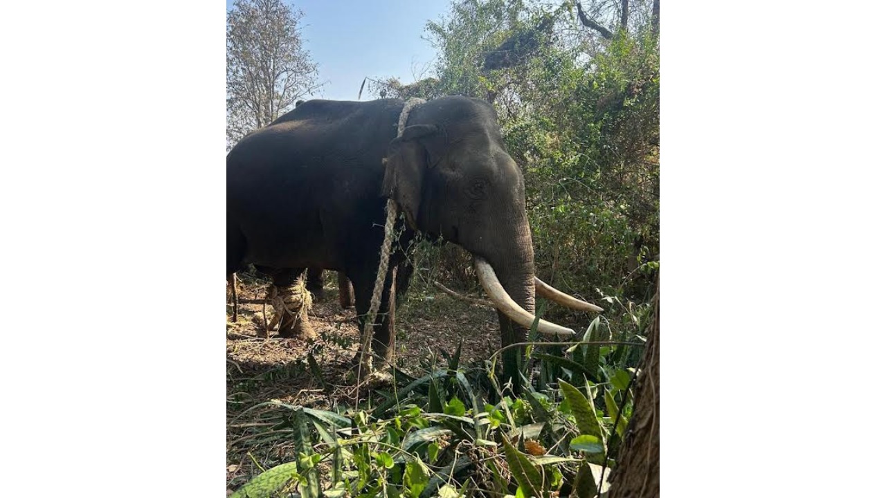 Forest department captures elephant that claimed life of a woman in Karnataka
