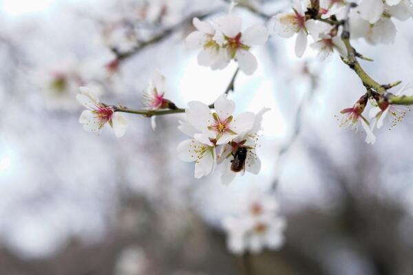 A bee pollinates an almond blossom at Quinta de los Molinos park in Madrid, Spain, February 16, 2025.