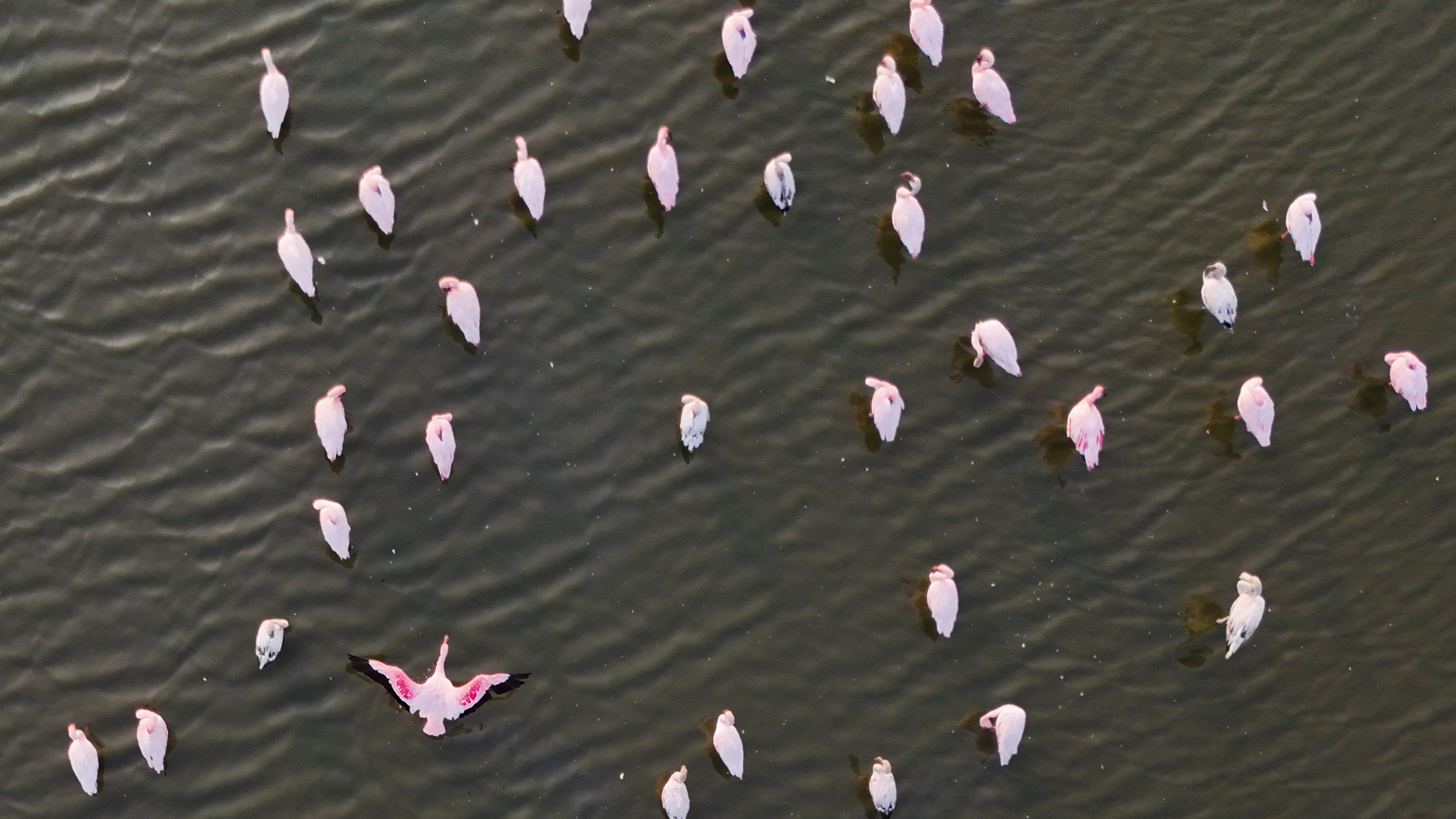 Maharashtra forest minister pushes plans to save Flamingo Lake as conservation reserve 