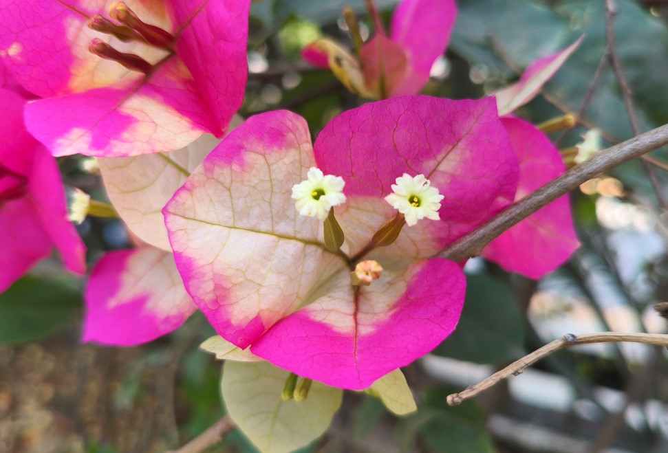 Poco X7's camera sample.