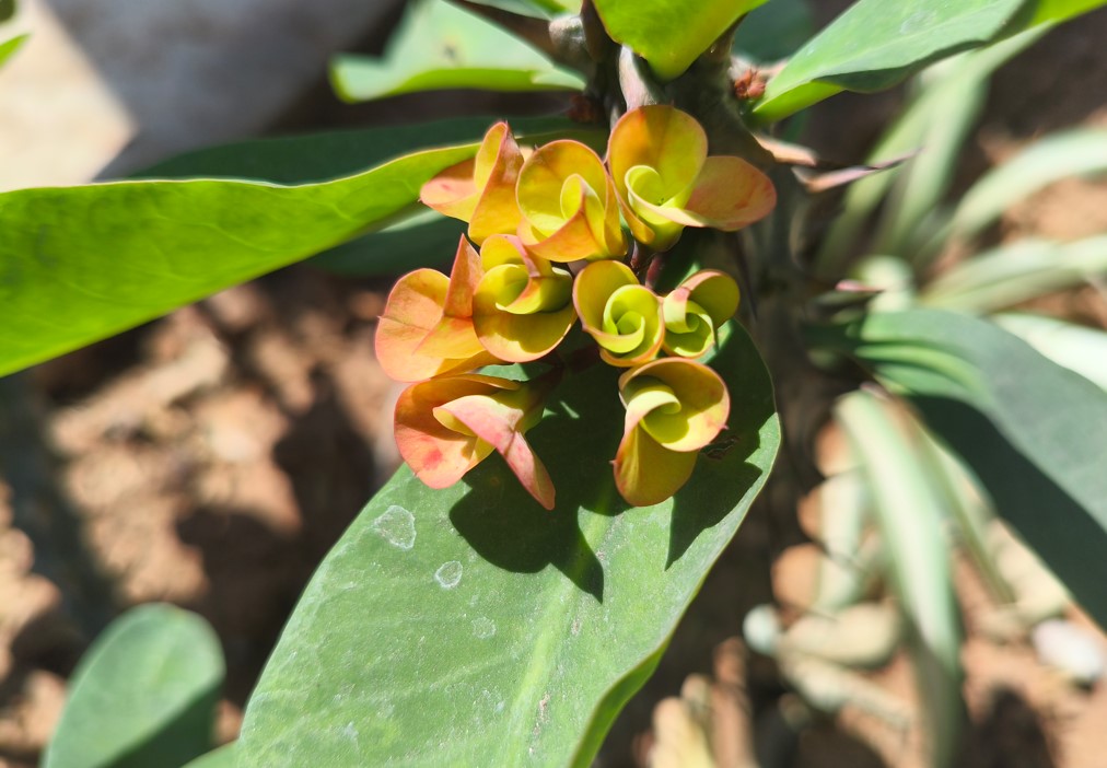Poco X7's camera sample.