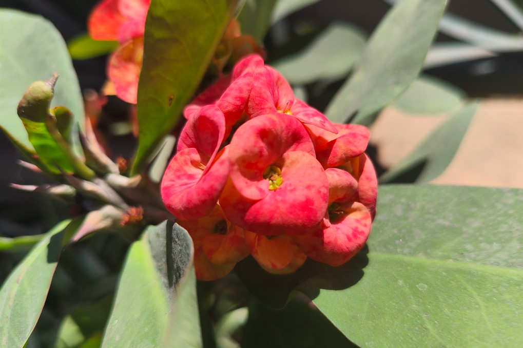 Poco X7's camera sample.