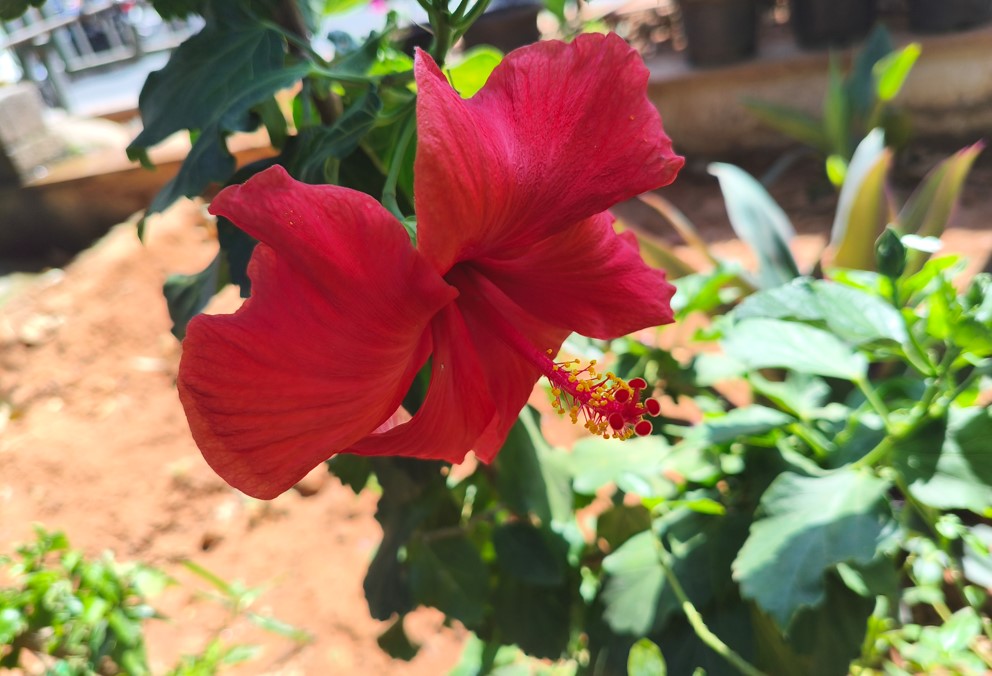 Poco X7's camera sample.