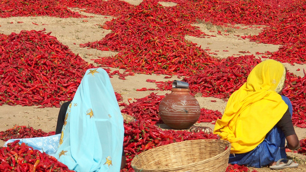 Andhra CM Naidu urges Centre to provide help to red chili farmers of state under MIS