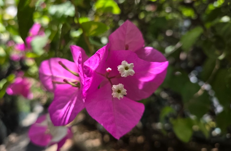 Samsung Galaxy S25's camera sample.