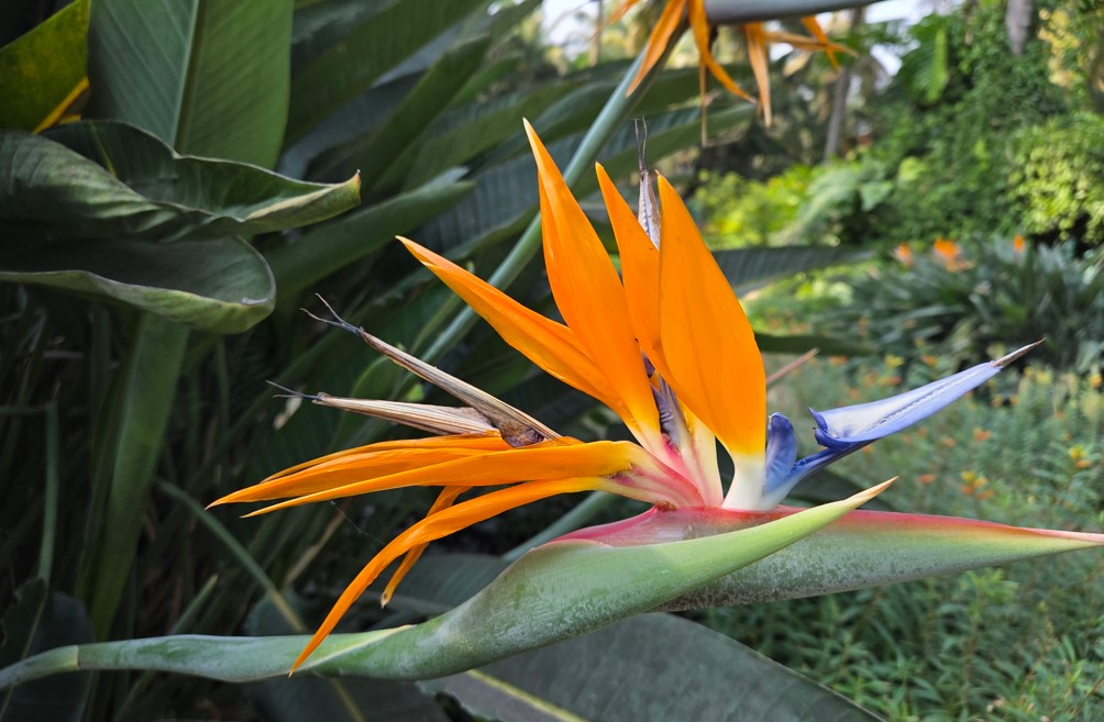 Samsung Galaxy S25's camera sample.