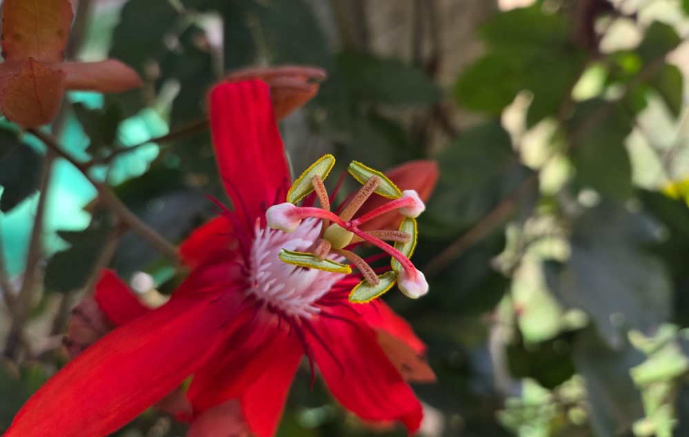 Samsung Galaxy S25's camera sample.
